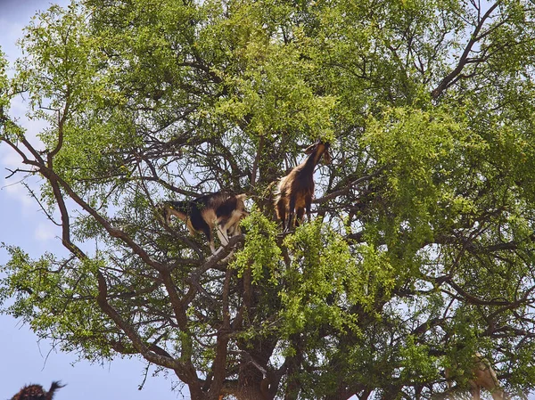 goats standing and climbing in a argan oil tree and feeding from the leaves in the dry and arid region of Morocco, the trees fruit is used to produce an oil, that is popular in the beauty industry to be applied onto skin.