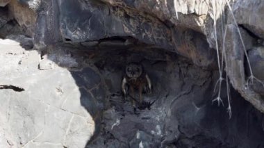 Galapagos kısa kulaklı baykuş, Asio galapagoensis, Güney Amerika 'daki Galapagos adalarının Pasifik Okyanusu' ndaki Genovesa adasında öldürülen avıyla birlikte küçük bir mağarada oturuyor..