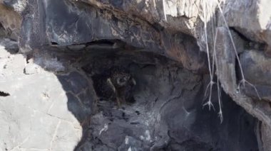 Galapagos kısa kulaklı baykuş, Asio galapagoensis, Güney Amerika 'daki Galapagos adalarının Pasifik Okyanusu' ndaki Genovesa adasında öldürülen avıyla birlikte küçük bir mağarada oturuyor..