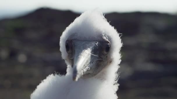 Küçük Sevimli Bebek Nazca Sümsük Kuşu Sula Granti Tüylü Tüylü — Stok video