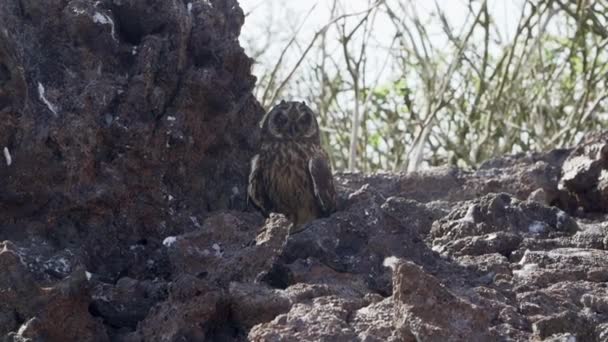 加拉帕戈斯短耳猫头鹰 Asio Galapagoensis 位于南美洲加拉帕戈斯群岛太平洋热那维萨岛上的一块岩石的阴影下 — 图库视频影像