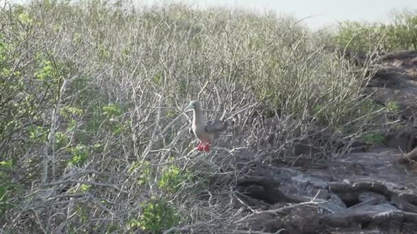 Bota Pés Vermelhos Gannet Sula Sula Sentado Nos Arbustos Ilha — Vídeo de Stock