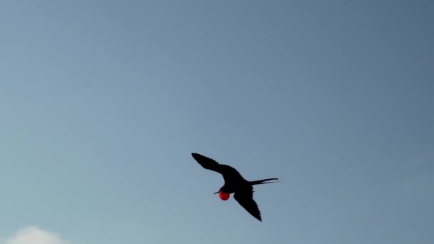 Rallentatore Magnifico Frigatebird Fregata Magnificens Grande Uccello Marino Nero Con — Video Stock