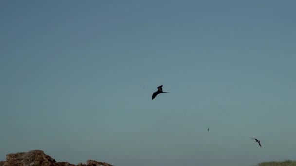 Slow Motion Magnificent Frigatebird Fregata Magnificens Stor Svart Sjöfågel Med — Stockvideo