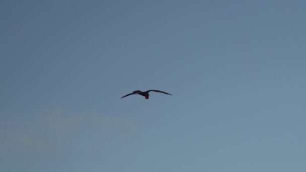Cámara Lenta Magnífico Frigatebird Fregata Magnificens Gran Ave Marina Negra — Vídeo de stock