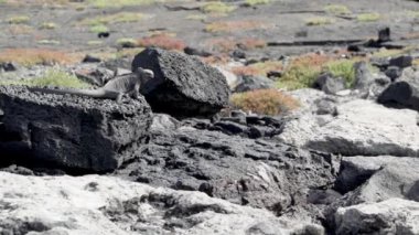 Deniz iguanası, Amblyrhynchus kristali (ayrıca deniz, tuzlu su veya Galapagos deniz iguanası olarak da bilinir), su altında beslenebilen ve sadece Pasifik Okyanusu 'ndaki Galapagos adalarında bulunan tek kertenkele türüdür..