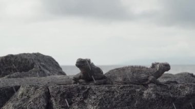 Deniz iguanası, Amblyrhynchus kristali (ayrıca deniz, tuzlu su veya Galapagos deniz iguanası olarak da bilinir), su altında beslenebilen ve sadece Pasifik Okyanusu 'ndaki Galapagos adalarında bulunan tek kertenkele türüdür..