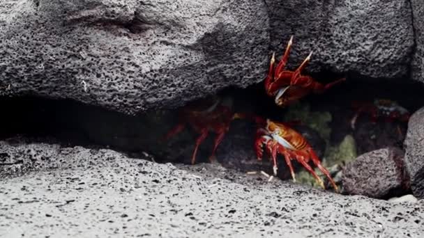 Ekvador Pasifik Okyanusu Ndaki Galapagos Adalarının Lav Kayaları Üzerinde Sürünen — Stok video