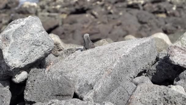 Tengeri Iguána Amblyrhynchus Cristatus Valamint Tenger Sós Víz Vagy Galapagos — Stock videók