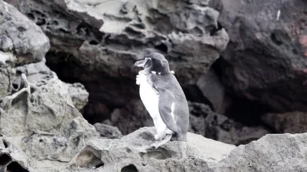 エクアドルの太平洋のガラパゴス諸島のバルトローム島の火山の崖にスフェニスカス修復ペンギン — ストック動画