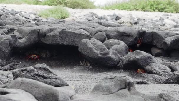 エクアドルの太平洋のガラパゴス諸島の溶岩岩の上を這うカラフルな光沢のあるカニ グレープスグラス または赤い岩のカニ — ストック動画