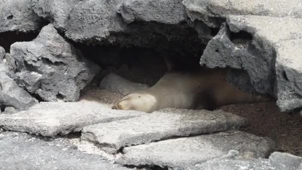 Ausgewachsene Galapagos Seelöwen Zalophus Wollebaeki Schlafen Einer Schwarzen Lavaröhre Auf — Stockvideo