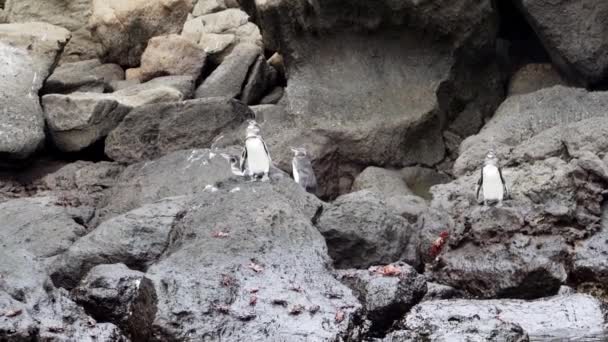 Spheniscus Mendiculus Пингвины Вулканических Скалах Острова Бартоломе Галапагосских Островах Тихом — стоковое видео