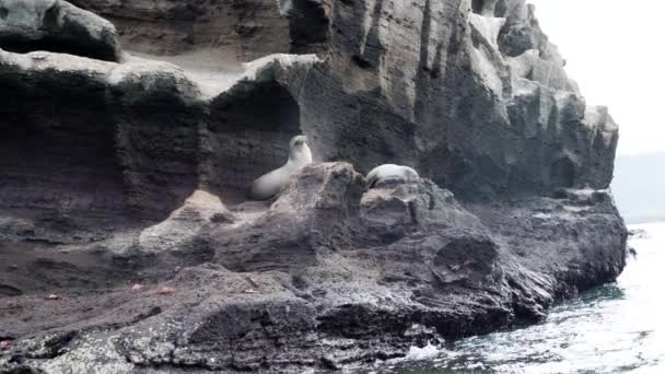 Pieczęć Futra Galapagos Arctocephalus Galapagoensis Leżąca Wulkanicznych Klifach Wyspy Bartolome — Wideo stockowe