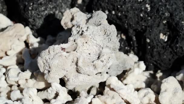 Θραύσματα Νεκρών Λευκών Κοραλλιών Που Κείτονται Στη Μαύρη Ηφαιστειακή Παραλία — Αρχείο Βίντεο