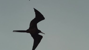 Olağanüstü bir fregat kuşu, Fregata magnificens, karakteristik kırmızı bir kese ile büyük bir Karadeniz kuşu, Fırkateyn kuşu, Ekvador 'daki Pasifik Okyanusu' ndaki Galapagos adalarının kıyılarındaki bir yolcu gemisinin üzerinde açık mavi gökyüzünde süzülüyor..