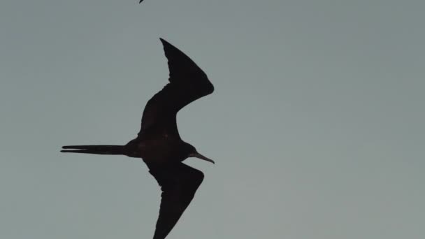 Olağanüstü Bir Fregat Kuşu Fregata Magnificens Karakteristik Kırmızı Bir Kese — Stok video