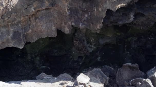 加拉帕戈斯短耳猫头鹰 Asio Galapagoensis 位于南美洲加拉帕戈斯群岛太平洋热那维萨岛上的一块岩石的阴影下 — 图库视频影像