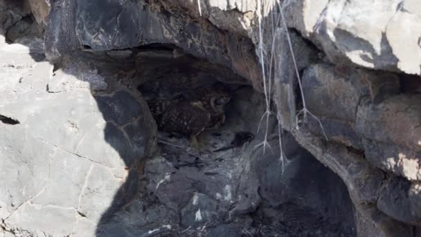 Galapagos Kortörat Uggla Asio Galapagoensis Sitter Liten Grotta Med Sitt — Stockvideo