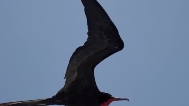 Magnificent Frigatebird Fregata Magnificens Burung Laut Hitam Besar Dengan Karakteristik — Stok Video