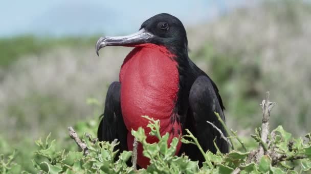 Muhteşem Bir Fregata Kuşu Fregata Büyütür Karakteristik Kırmızı Bir Kesesi — Stok video