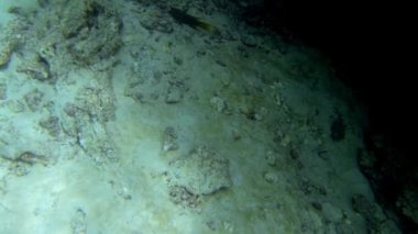 Ekvador 'daki Galapagos adalarının su altı dünyasını keşfetmek için şnorkelle yüzen bir safari.