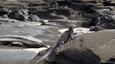 Deniz iguanası, Amblyrhynchus kristali (ayrıca deniz, tuzlu su veya Galapagos deniz iguanası olarak da bilinir), su altında beslenebilen ve sadece Pasifik Okyanusu 'ndaki Galapagos adalarında bulunan tek kertenkele türüdür..