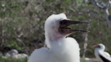 Şirin bebek Nazca memeli piliç, Sula granti, tüylü tüylü tüylü, Ekvador 'daki Galapagos adalarının Pasifik Okyanusu' ndaki Genovesa adasında oturuyor..