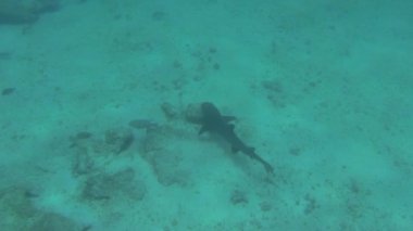 Ekvador 'daki Galapagos adalarının sualtı dünyasında şnorkelle yüzen bir safaride, Triaenodon obesus adında beyaz bir resif köpekbalığı keşfediyor..