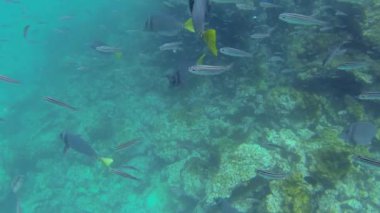 Ekvador 'daki Galapagos adalarının su altı dünyasını keşfetmek için şnorkelle yüzen bir safari.