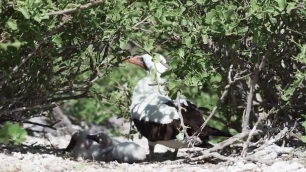 Nazca Booby Sula Granti Цыплята Борются Друг Другом Выживание Галапагосских — стоковое видео