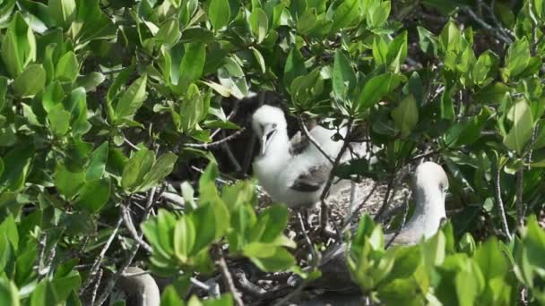 在厄瓜多尔加拉帕戈斯群岛太平洋的热那维萨岛上的灌木丛中 坐着红脚的苏拉苏拉 — 图库视频影像