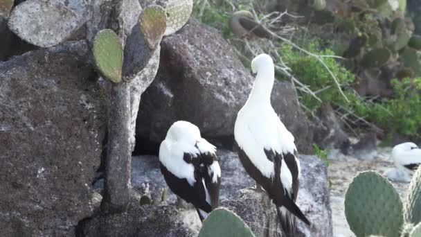 Nazca Booby Sula Granti Een Witte Zeevogel Genesteld Galapagos Eilanden — Stockvideo