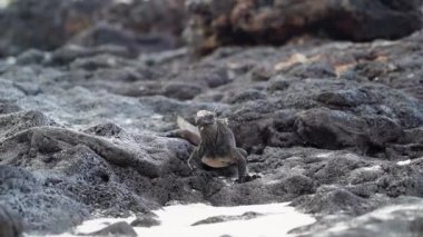 Deniz iguanası, Amblyrhynchus kristali (ayrıca deniz, tuzlu su veya Galapagos deniz iguanası olarak da bilinir), su altında beslenebilen ve sadece Pasifik Okyanusu 'ndaki Galapagos adalarında bulunan tek kertenkele türüdür..