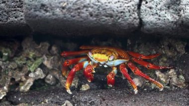 Ekvador 'un Pasifik Okyanusu' ndaki Galapagos adalarının lav kayaları üzerinde sürünen rengarenk deniz aygırı yengeci, Grapsus grapsus ya da kırmızı kaya yengeci..
