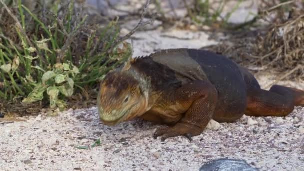 Galapagos Giallo Terra Iguana Noto Anche Come Drusenkopf Conolophus Subcristatus — Video Stock