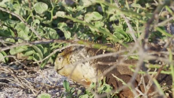 Žluté Galapágy Pozemní Leguán Také Známý Jako Drusenkopf Nebo Conolophus — Stock video