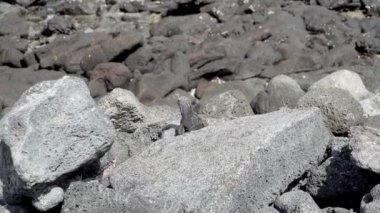 Deniz iguanası, Amblyrhynchus kristali (ayrıca deniz, tuzlu su veya Galapagos deniz iguanası olarak da bilinir), sadece Galapagos adalarında bulunan su altında beslenen tek kertenkele türüdür..