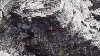 Ekvador 'un Pasifik Okyanusu' ndaki Galapagos adalarının lav kayaları üzerinde sürünen rengarenk deniz aygırı yengeci, Grapsus grapsus ya da kırmızı kaya yengeci..