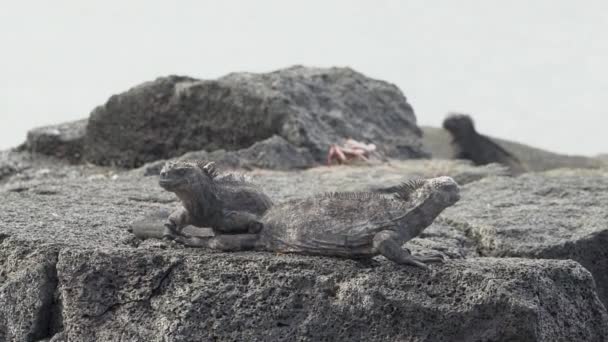 Laut Iguana Amblyrhynchus Cristatus Juga Laut Air Asin Atau Galapagos — Stok Video