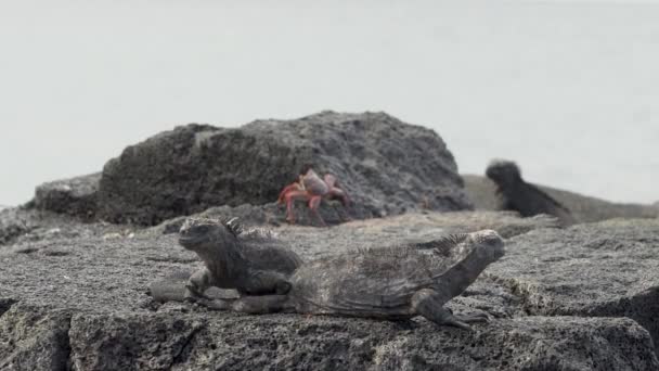 Uma Iguana Marinha Amblyrhynchus Cristatus Também Mar Água Salgada Iguana — Vídeo de Stock