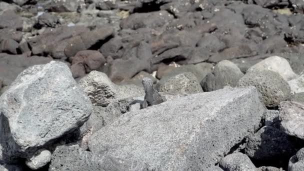 Iguane Marin Amblyrhynchus Cristatus Est Une Espèce Reptile Endémique Seul — Video