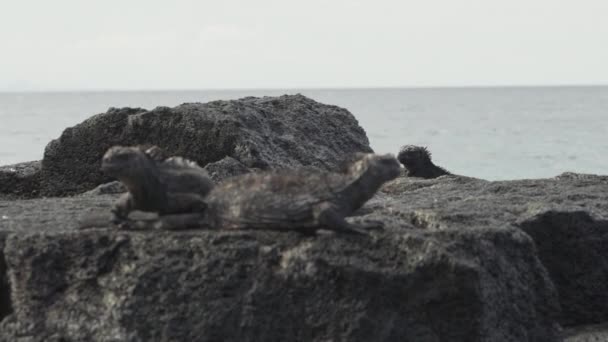 Morski Iguana Amblyrhynchus Cristatus Również Morze Słona Woda Lub Galapagos — Wideo stockowe