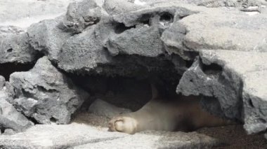 Yetişkin Galapagos deniz aslanı Zalophus wollebaeki, arka planda turkuaz suyla Ekvador 'un Pasifik Okyanusu' ndaki Galapagos adalarında bir lav tüpünde uyuyor..
