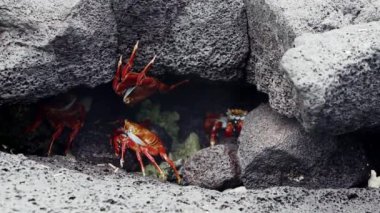 Ekvador 'un Pasifik Okyanusu' ndaki Galapagos adalarının lav kayaları üzerinde sürünen rengarenk deniz aygırı yengeci, Grapsus grapsus ya da kırmızı kaya yengeci..