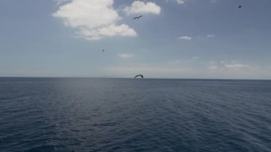 Olağanüstü bir fregat kuşu, Fregata magnificens, karakteristik kırmızı bir kese ile büyük bir Karadeniz kuşu, Fırkateyn kuşu, Ekvador 'daki Pasifik Okyanusu' ndaki Galapagos adalarının kıyılarındaki bir yolcu gemisinin üzerinde açık mavi gökyüzünde süzülüyor..