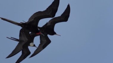 Olağanüstü bir fregat kuşu, Fregata magnificens, karakteristik kırmızı bir kese ile büyük bir Karadeniz kuşu, Fırkateyn kuşu, Ekvador 'daki Pasifik Okyanusu' ndaki Galapagos adalarının kıyılarındaki bir yolcu gemisinin üzerinde açık mavi gökyüzünde süzülüyor..