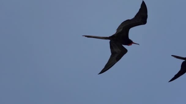 Nádherný Frigatebird Fregata Magnificens Velký Černý Mořský Pták Charakteristickým Červeným — Stock video