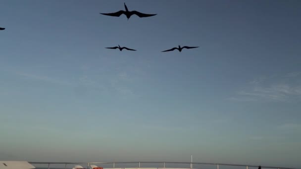 Magnífico Frigatebird Fregata Magnificens Gran Ave Mar Negro Con Característico — Vídeo de stock