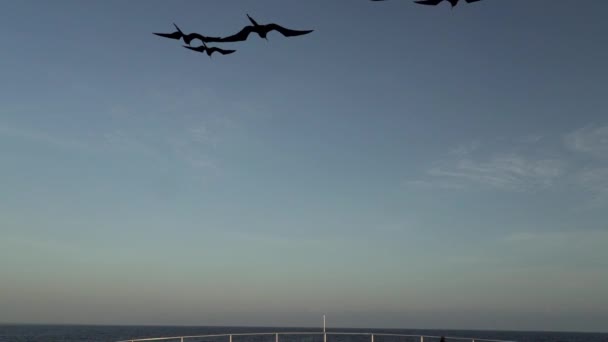Magnificent Frigatebird Fregata Magnificens Burung Laut Hitam Besar Dengan Karakteristik — Stok Video